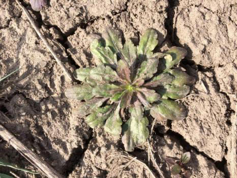 Horseweed